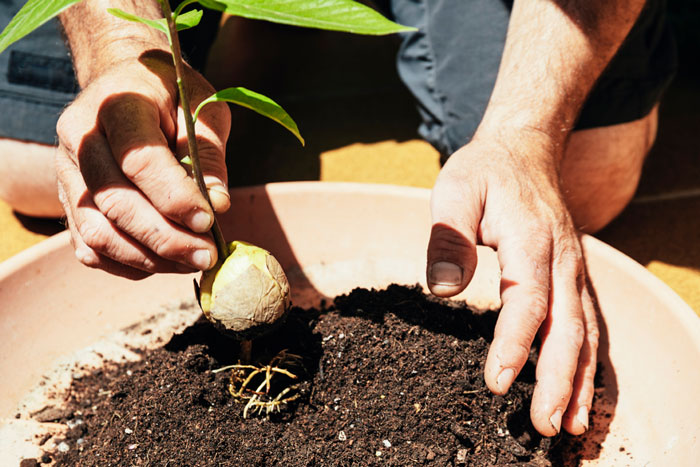 faire-pousser-un-avocat